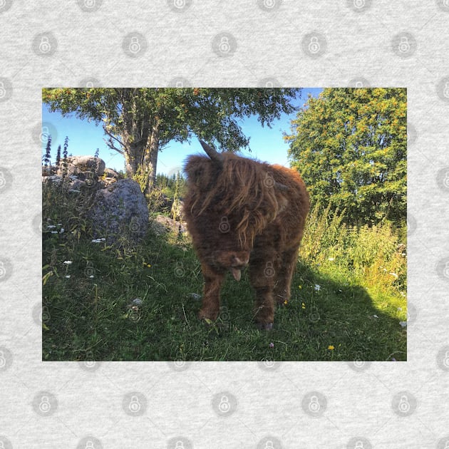 Scottish Highland Cattle Calf 2060 by SaarelaHighland